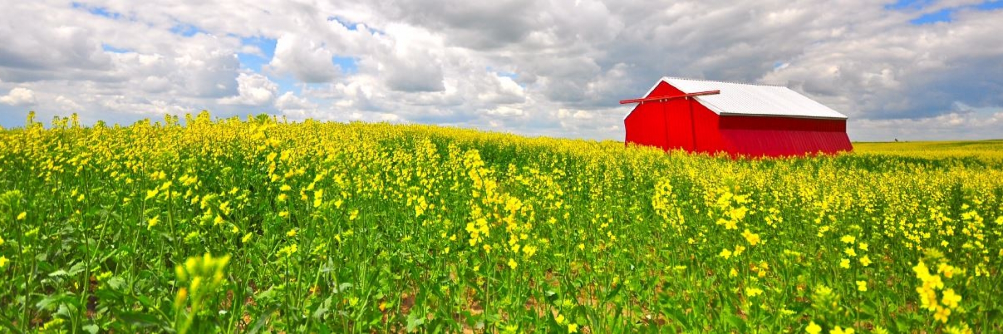 RE/MAX Blue Chip Realty - Ag Division